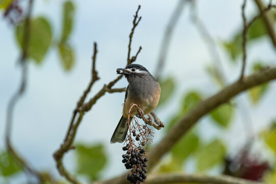 White-eared sibia perched and eating fruits 