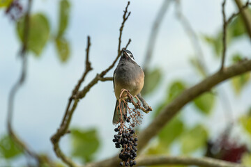 White-eared sibia perched and eating fruits 
