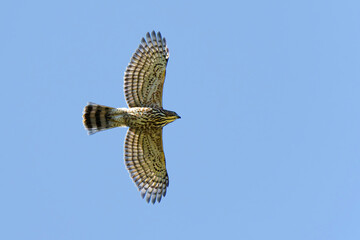 Crested goshawk in flight close up detail