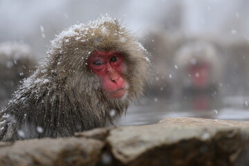 Fototapeta premium Japan monkey bathing in a snowy hot spring