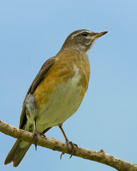 Eyebrowed Thrush, White-browed Thrush, Dark Thrush (Turdus obscurus ) on the wood in nature