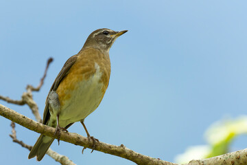 Eyebrowed Thrush, White-browed Thrush, Dark Thrush (Turdus obscurus ) on the wood in nature