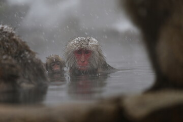 Fototapeta premium Japan monkey bathing in a snowy hot spring