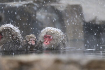 Japan monkey bathing in a snowy hot spring