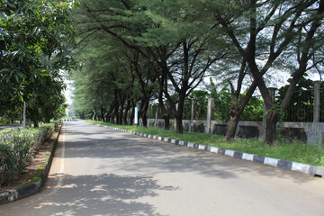 Empty street with green high trees