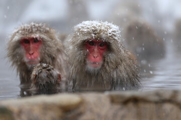 Naklejka premium Japan monkey bathing in a snowy hot spring