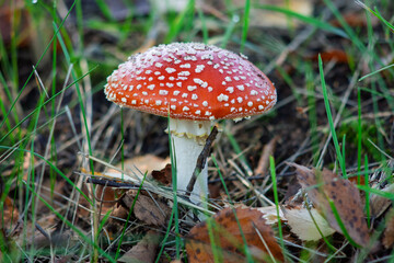 Fly Agaric Mushroom in Forest Floor