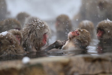 Naklejka premium Japan monkey bathing in a snowy hot spring