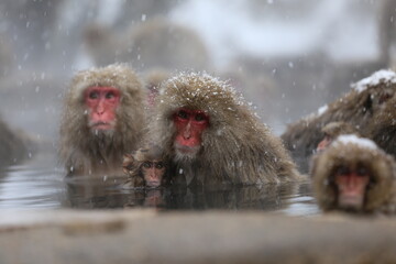 Naklejka premium Japan monkey bathing in a snowy hot spring