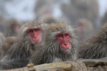 Japan monkey bathing in a snowy hot spring