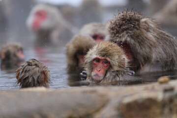Naklejka premium Japan monkey bathing in a snowy hot spring