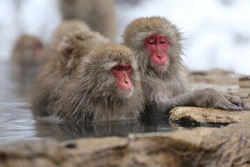 Naklejka premium Japan monkey bathing in a snowy hot spring