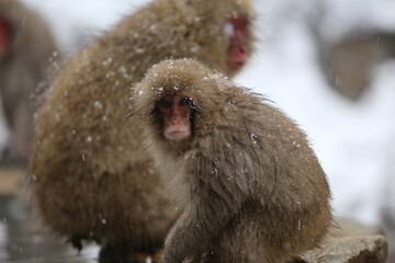 Japan monkey bathing in a snowy hot spring