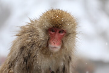 Japan monkey bathing in a snowy hot spring