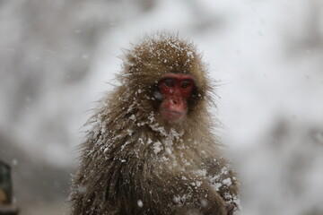 Naklejka premium Japan monkey bathing in a snowy hot spring