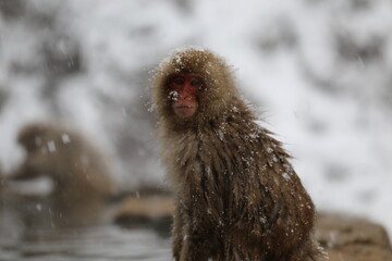 Japan monkey bathing in a snowy hot spring
