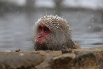 Japan monkey bathing in a snowy hot spring