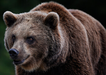 Close up of a female Brown Bear (Eurasian Brown bear) 