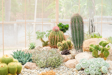 Various cactus and succulent plants in the desert,cactus in the rays of the sun,Giant cactus forest...