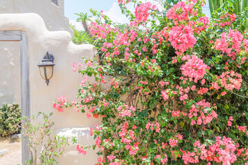 Brown villa house building facade exterior mediterranean architecture in desert,Desert House with pink bougainvillea flower and blue sky,summer spanish bougainvillea flowers,selective focus.
