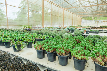 Various types of mini cactus in glass house,Many small cactus in different shapes in market for sell at flower market,household home decor plants succulents growing in pots.
