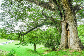 Large tree of the green forest lawn,The trees in the park are planted to provide shade for those who are vacationing or exercising in the fresh air in On sunny days,Nature landscape.