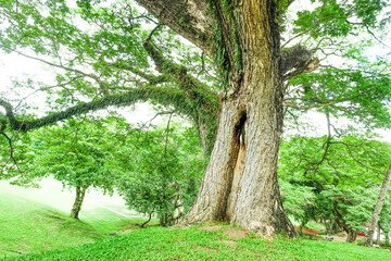 Large tree of the green forest lawn,The trees in the park are planted to provide shade for those who are vacationing or exercising in the fresh air in On sunny days,Nature landscape.