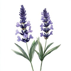 Fototapeta premium Watercolor Lavender Branch with Green Leaves, Delicate watercolor illustration of a lavender branch featuring purple flowers and lush green leaves, isolated on a white background.