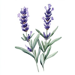 Obraz premium Watercolor Lavender Branch with Green Leaves, Delicate watercolor illustration of a lavender branch featuring purple flowers and lush green leaves, isolated on a white background.