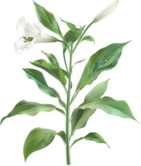 Obraz premium Lily Plant illustration - lilium Flower PNG isolated 