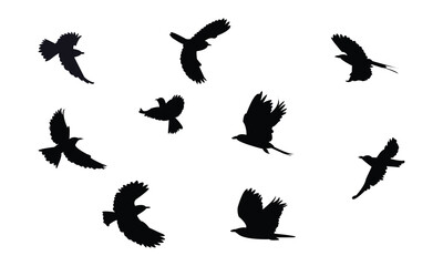 Flying Roller Bird Silhouette Design  And Vector Illustration. 
