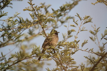 bird on a branch