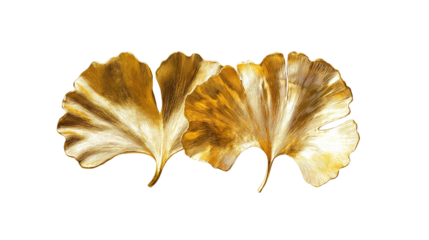 Golden ginkgo leaves on white background