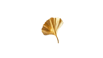 Golden ginkgo leaves on white background