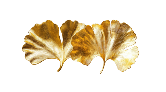Golden ginkgo leaves on white background