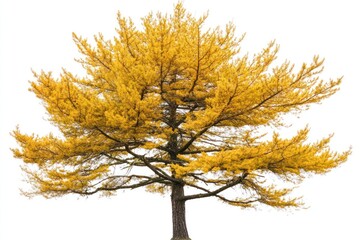 Fototapeta premium Isolated golden larch tree in autumn.