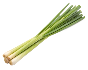 A fresh lemongrass stalk isolated on a transparent background