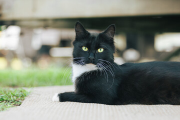 Relaxed black and white cat with vibrant green eyes