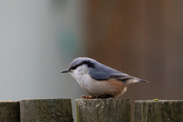 Eurasian nuthatch (Sitta europaea) also called wood nuthatch.