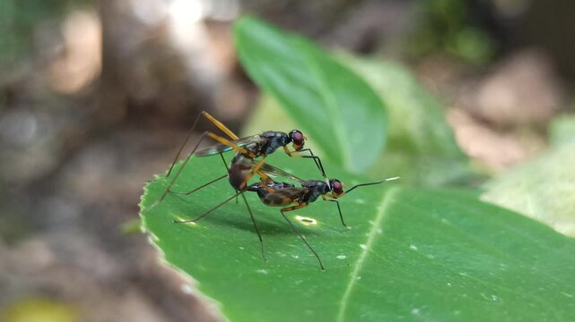 Insects mate on leaves