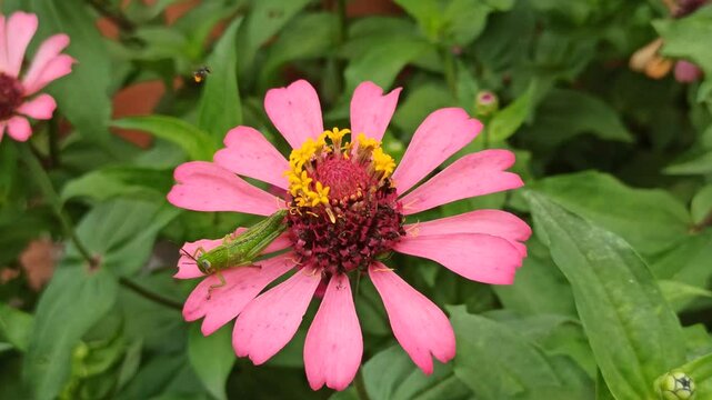 the bee on zinnia flower