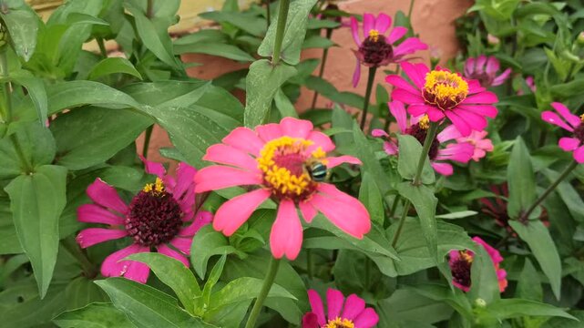 the bee on zinnia flower