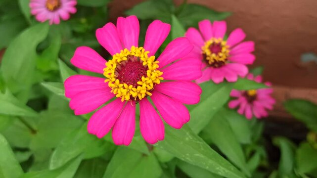 the bee on zinnia flower