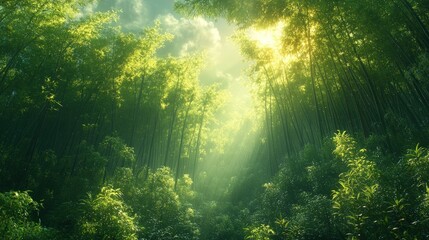 Fototapeta premium Sunlit bamboo forest, lush green canopy.