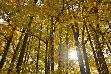 イチョウの黄葉