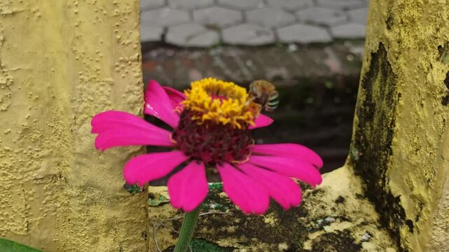 the bee on zinnia flower