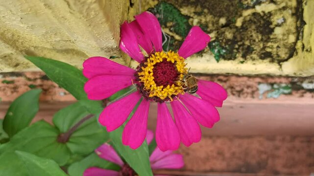 the bee on zinnia flower