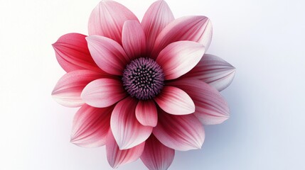 Obraz premium A vibrant pink flower blooms beautifully against a white backdrop