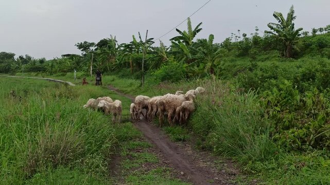 sheep farm in the garden