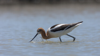 Water splashes down off the head of an American Avocet as it comes up from searching the muddy  bottom of the shallows for food in the Bear River Migratory Bird Refuge in Brigham City Utah, USA.